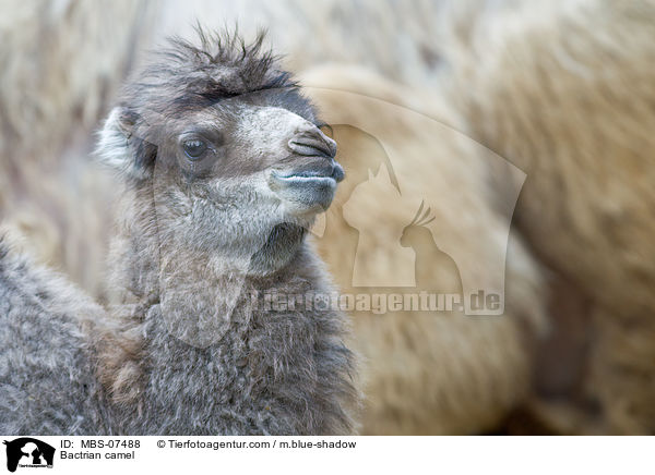 Trampeltier / Bactrian camel / MBS-07488