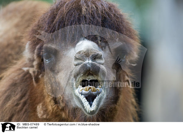 Trampeltier / Bactrian camel / MBS-07489