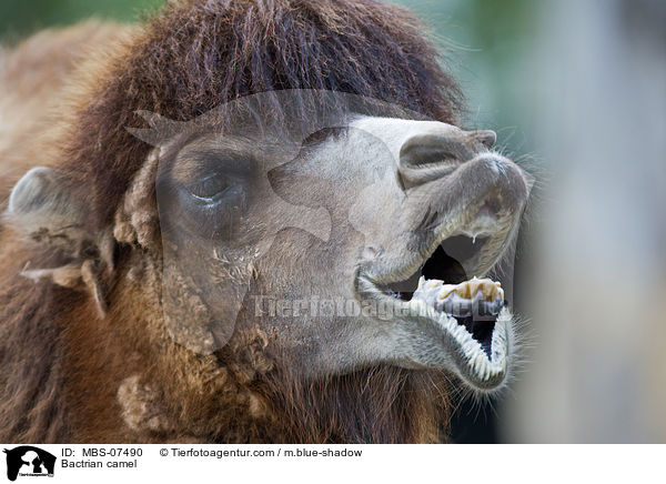 Trampeltier / Bactrian camel / MBS-07490