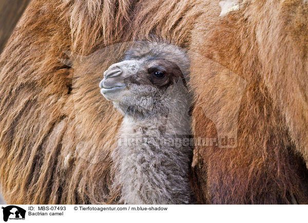 Bactrian camel / MBS-07493