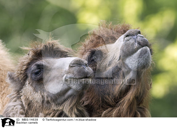 Bactrian camels / MBS-14639