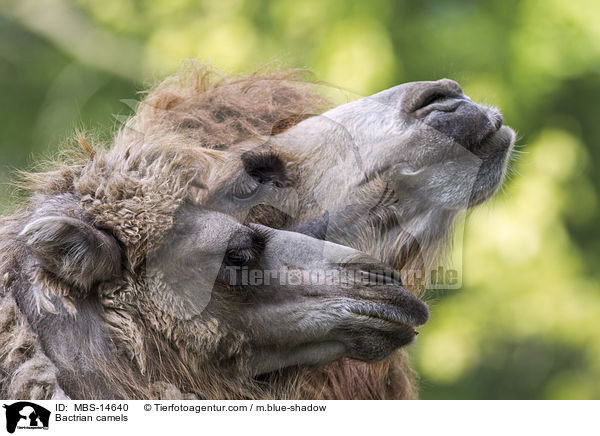 Bactrian camels / MBS-14640
