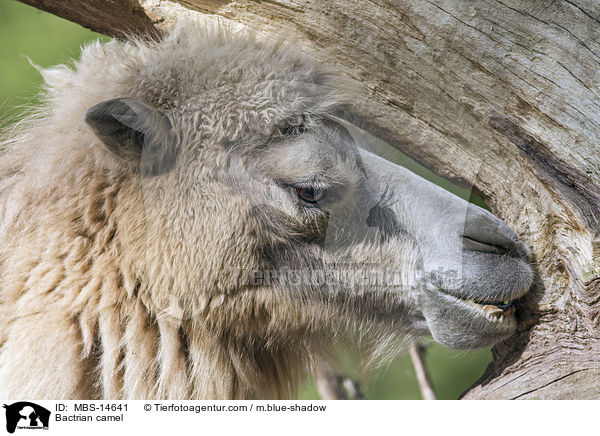 Bactrian camel / MBS-14641