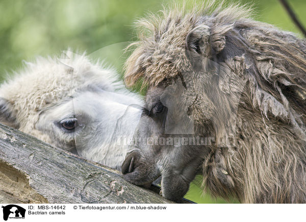 Bactrian camels / MBS-14642