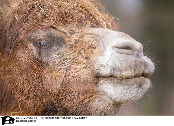 Bactrian camel / AVD-05074