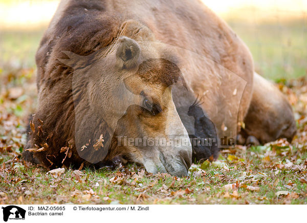 Bactrian camel / MAZ-05665