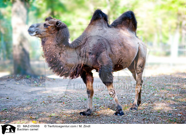 Bactrian camel / MAZ-05666