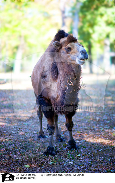 Bactrian camel / MAZ-05667