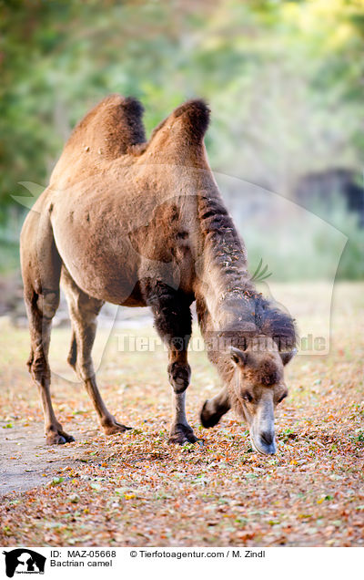 Bactrian camel / MAZ-05668