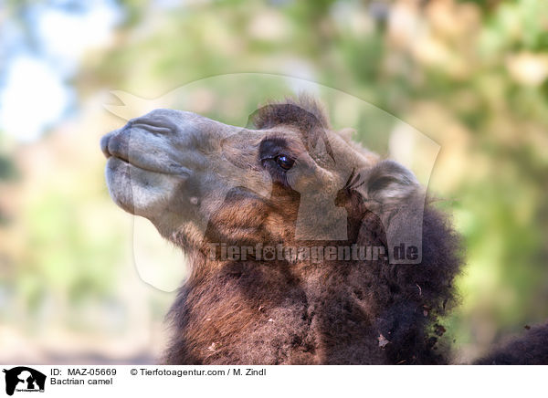 Bactrian camel / MAZ-05669