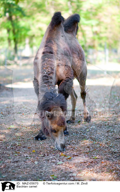 Trampeltier / Bactrian camel / MAZ-05670