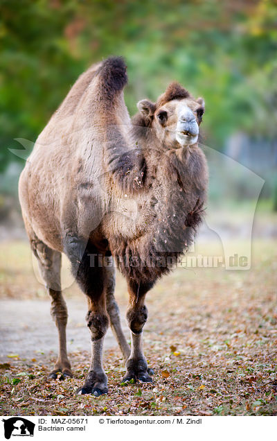 Bactrian camel / MAZ-05671