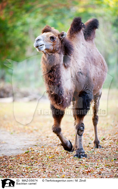 Bactrian camel / MAZ-05674