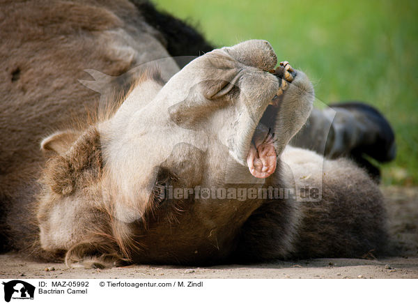 Bactrian Camel / MAZ-05992