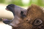 Bactrian camel