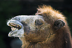 Bactrian camel