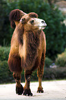 bactrian camel