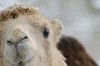 Bactrian camel