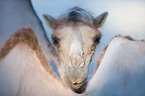 Bactrian camel