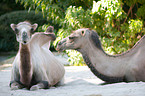 Bactrian camels