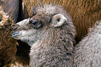 Bactrian camel