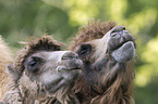 Bactrian camels