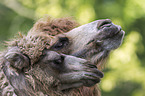 Bactrian camels