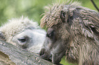 Bactrian camels