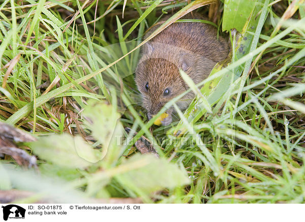 eating bank vole / SO-01875