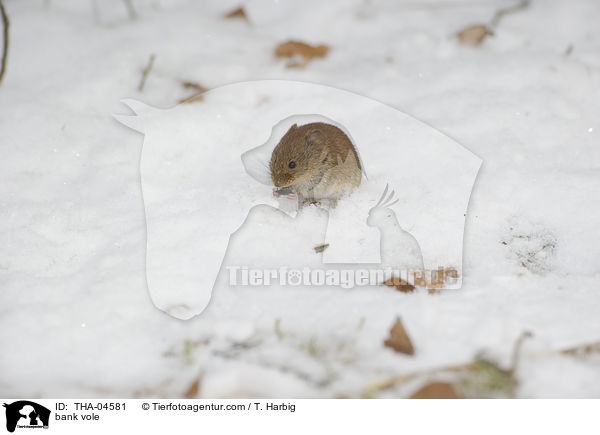 Rtelmaus / bank vole / THA-04581