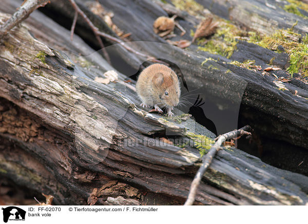 Rtelmaus / bank vole / FF-02070