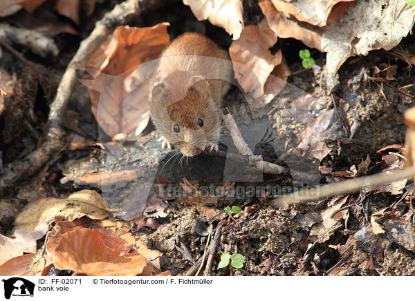 Rtelmaus / bank vole / FF-02071