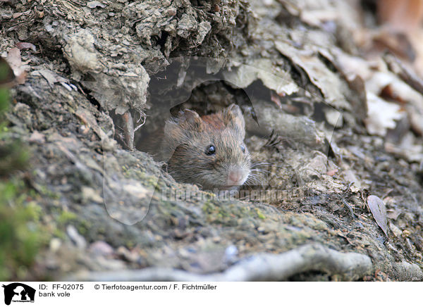 Rtelmaus / bank vole / FF-02075