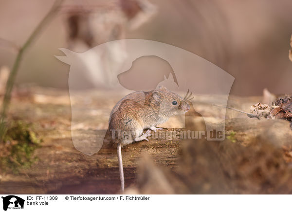 bank vole / FF-11309