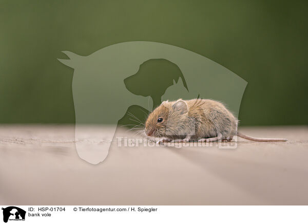 Rtelmaus / bank vole / HSP-01704