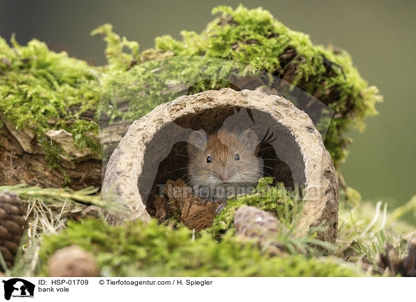 Rtelmaus / bank vole / HSP-01709