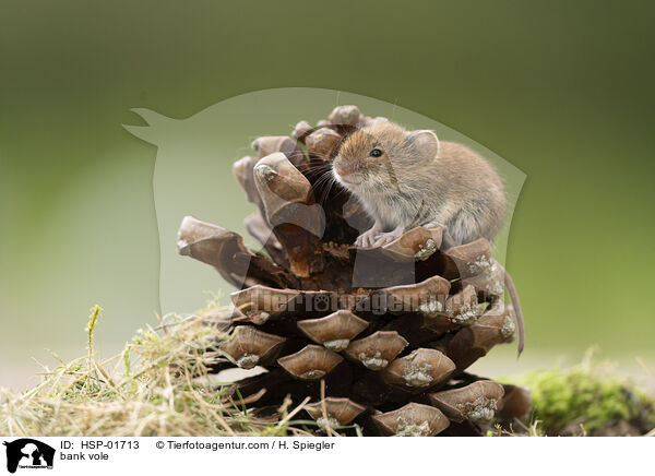 Rtelmaus / bank vole / HSP-01713