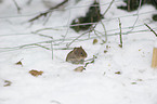 bank vole