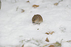 bank vole