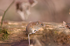 bank vole