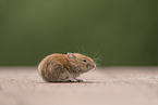 bank vole