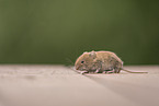 bank vole