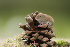 bank vole