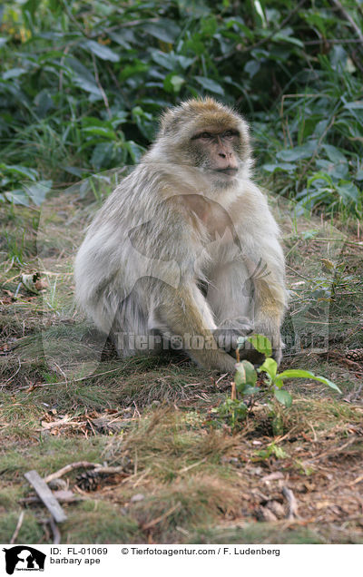 barbary ape / FL-01069
