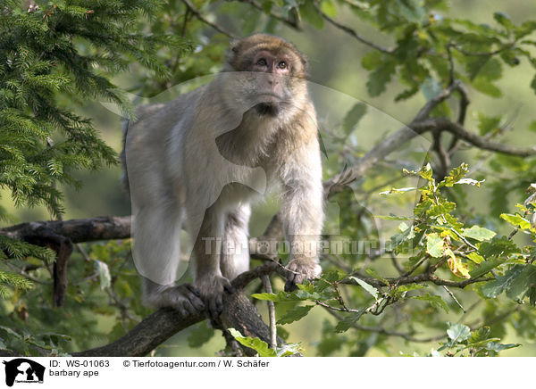 Berberaffe auf einen Baum / barbary ape / WS-01063