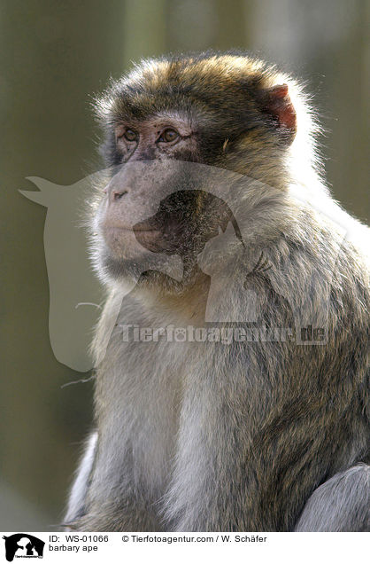 Berberaffe / barbary ape / WS-01066