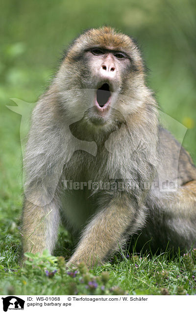 Berberaffe beim Ghnen / gaping barbary ape / WS-01068