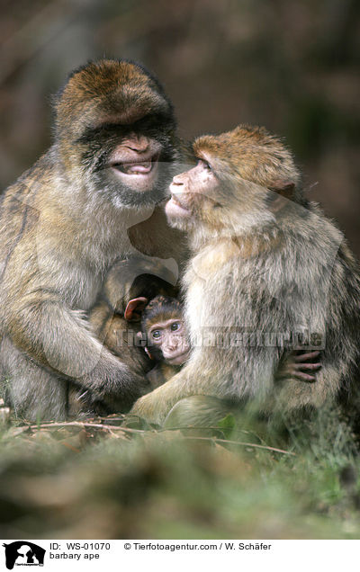 Berberaffe mit Jungem / barbary ape / WS-01070