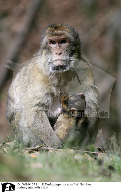 Berberaffe mit Jungem / barbary ape with baby / WS-01071