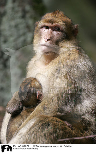 Beberaffenmutter mit Ihrem Jungen / barbary ape with baby / WS-01072
